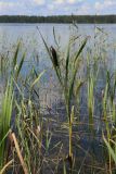 View full-size image Typha × glauca
