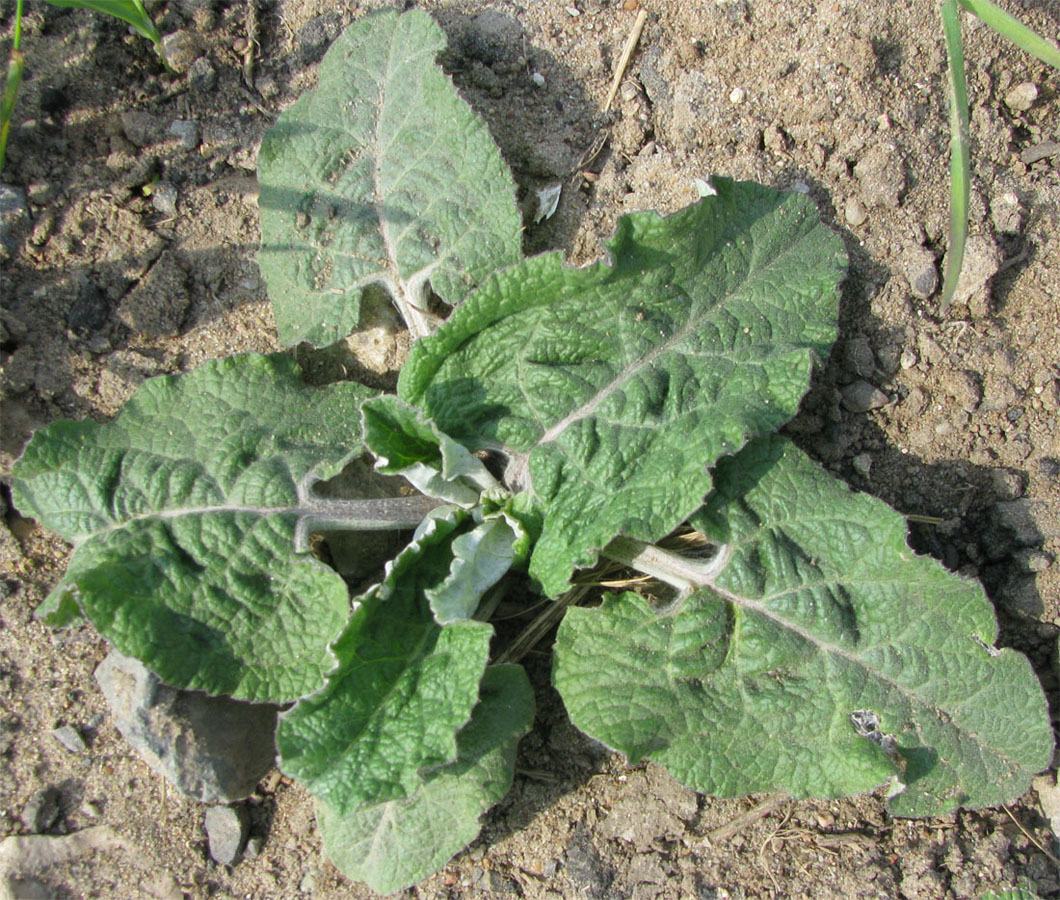 Изображение особи Arctium tomentosum.