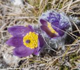 Pulsatilla taurica. Цветущее растение. Крым, гора Чатыр-Даг (верхнее плато). 01.05.2011.