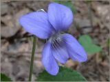 Viola rupestris. Цветок. Чувашия, окр. г. Шумерля, урочище \"Торф\". 22 мая 2011 г.