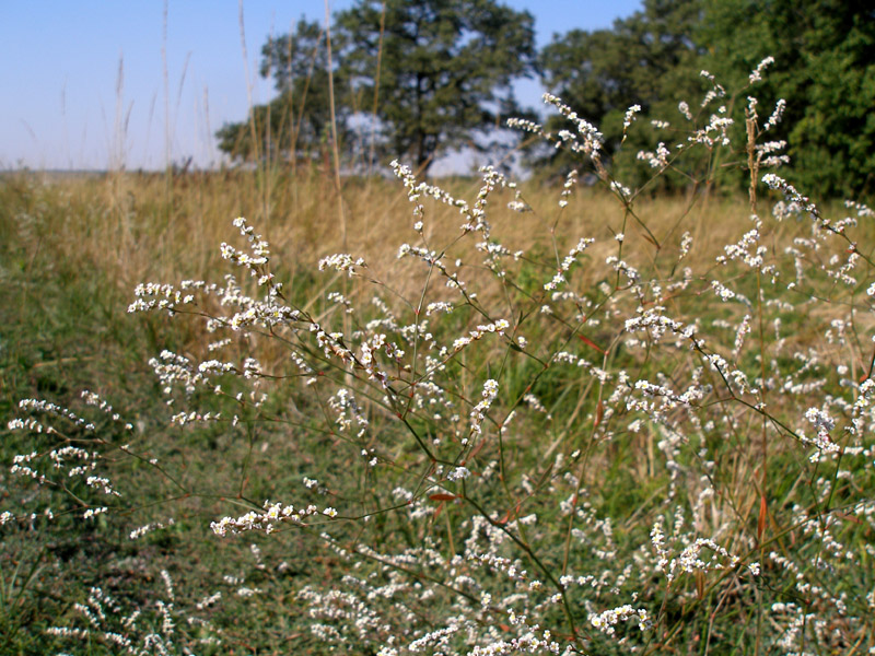 Image of Polygonum arenarium specimen.