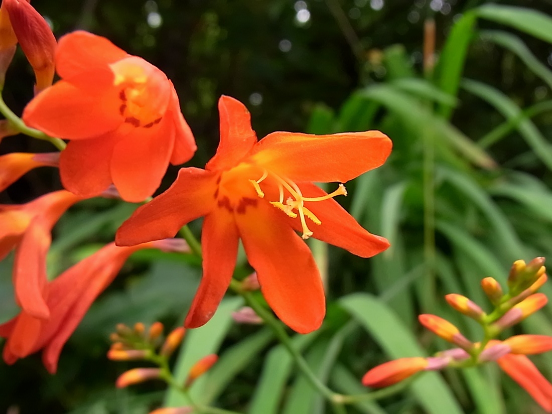 Image of Crocosmia &times; crocosmiiflora specimen.