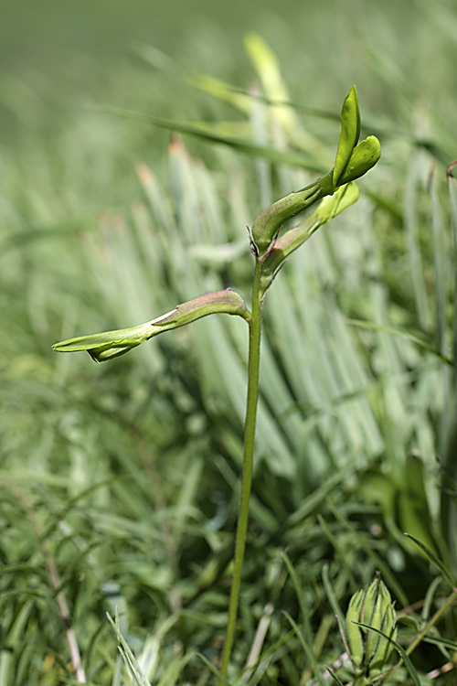 Image of Astragalus viridiflorus specimen.