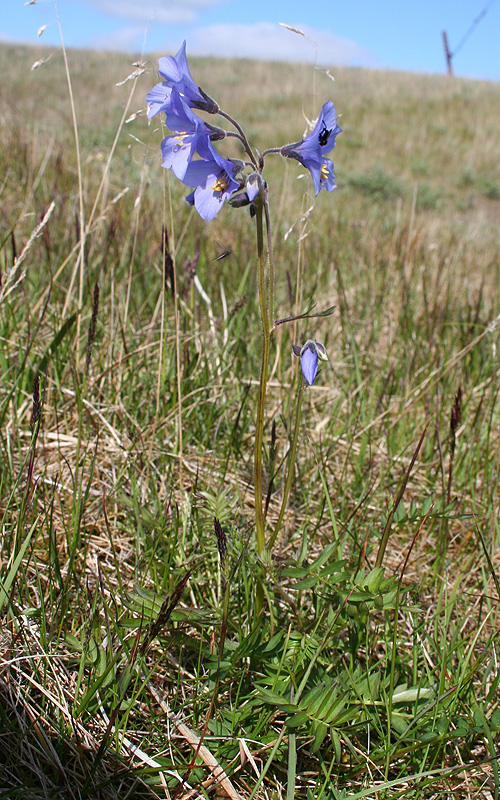 Image of Polemonium boreale specimen.