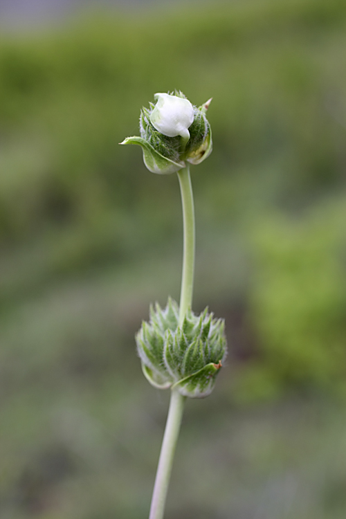 Image of Phlomoides kaufmanniana specimen.