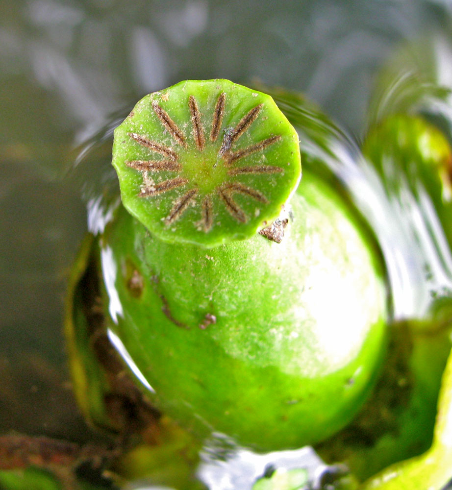 Image of Nuphar lutea specimen.