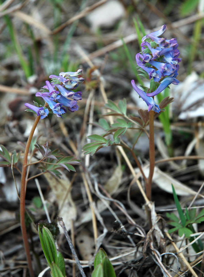 Image of genus Corydalis specimen.