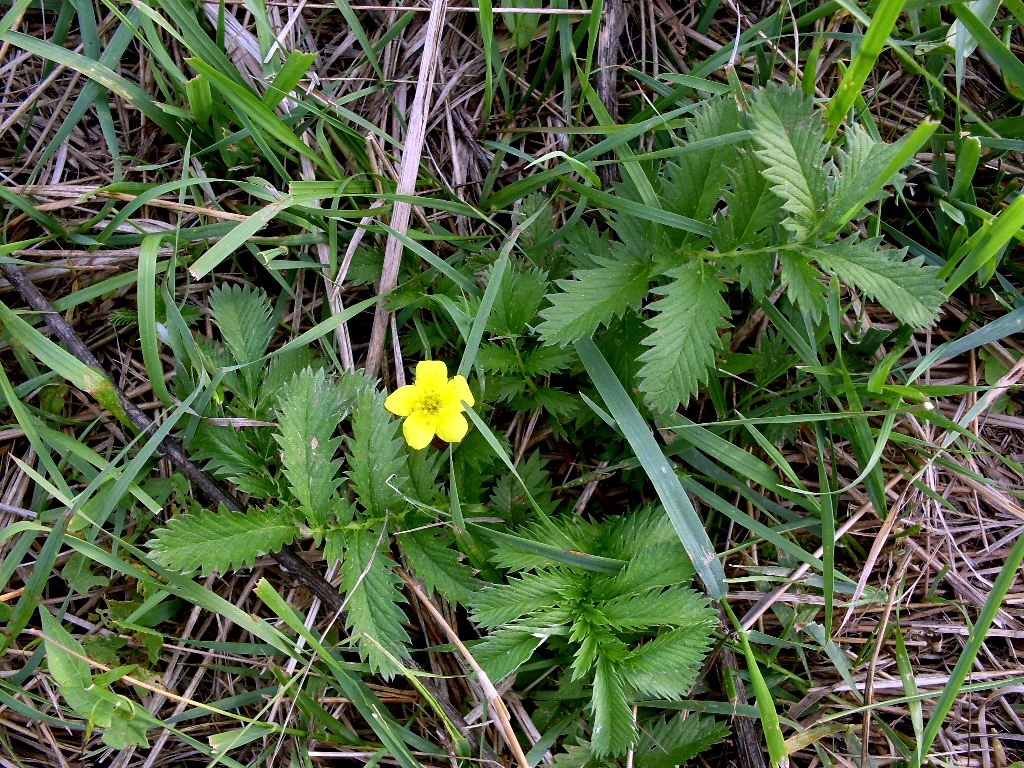 Изображение особи Potentilla anserina.