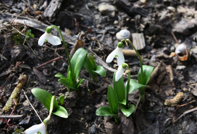 Image of Galanthus woronowii specimen.