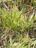 Carex capillaris