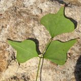 Erythrina corallodendron. Лист (вид с обратной стороны). Израиль, Шарон, г. Герцлия, в культуре. 01.04.2012.