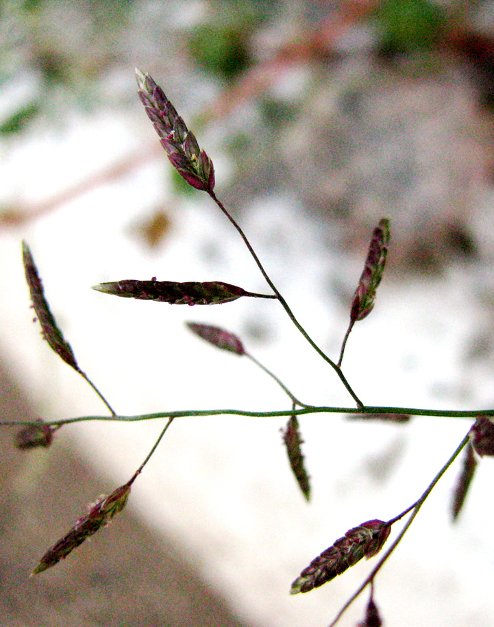 Image of Eragrostis minor specimen.