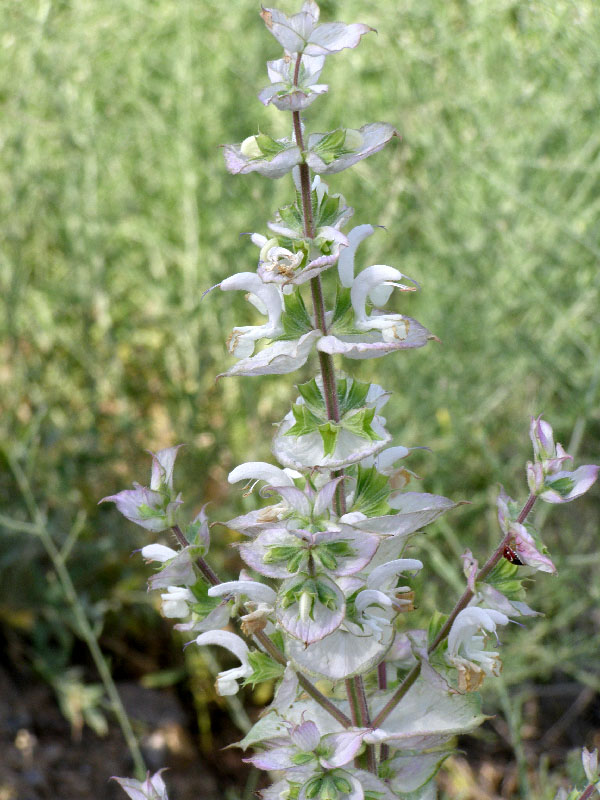 Image of Salvia sclarea specimen.