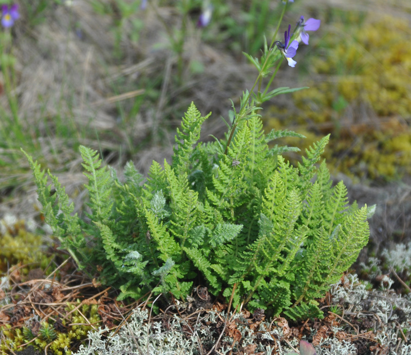 Image of Woodsia ilvensis specimen.