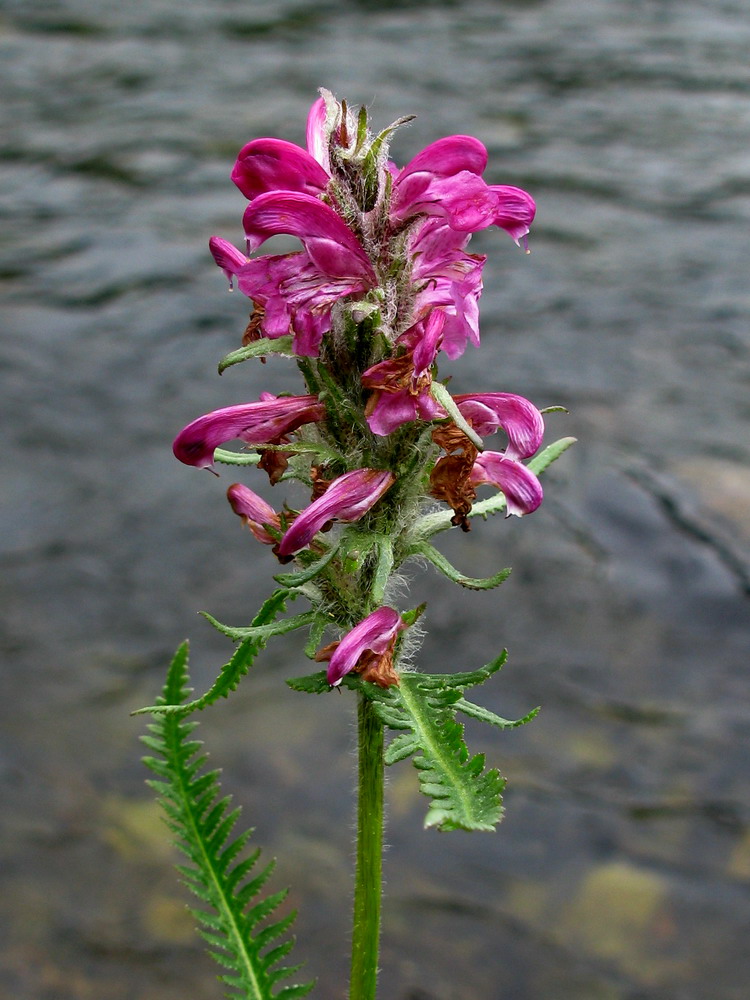 Image of Pedicularis interioroides specimen.