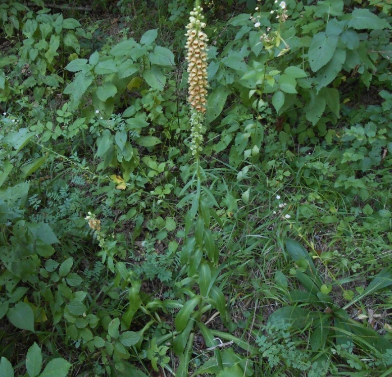 Изображение особи Digitalis schischkinii.