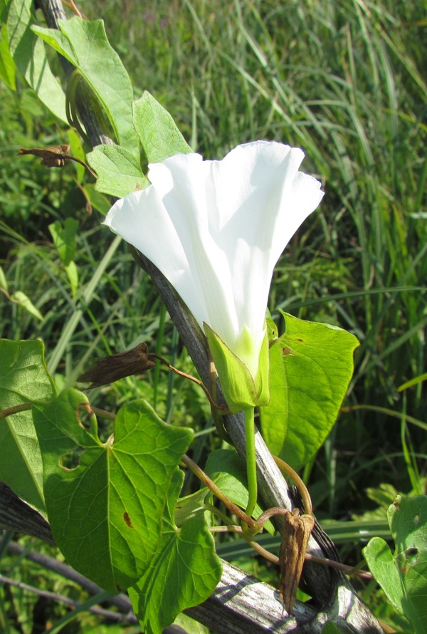 Изображение особи Calystegia sepium.