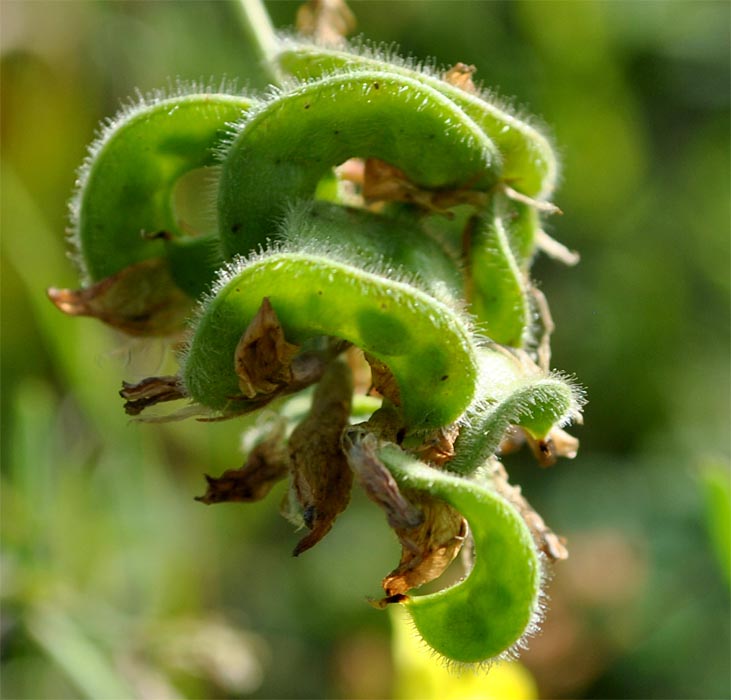 Изображение особи Medicago glutinosa.