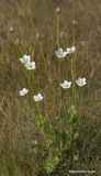 Parnassia palustris