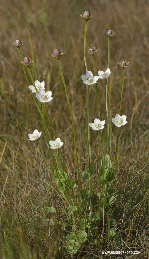 Изображение особи Parnassia palustris.