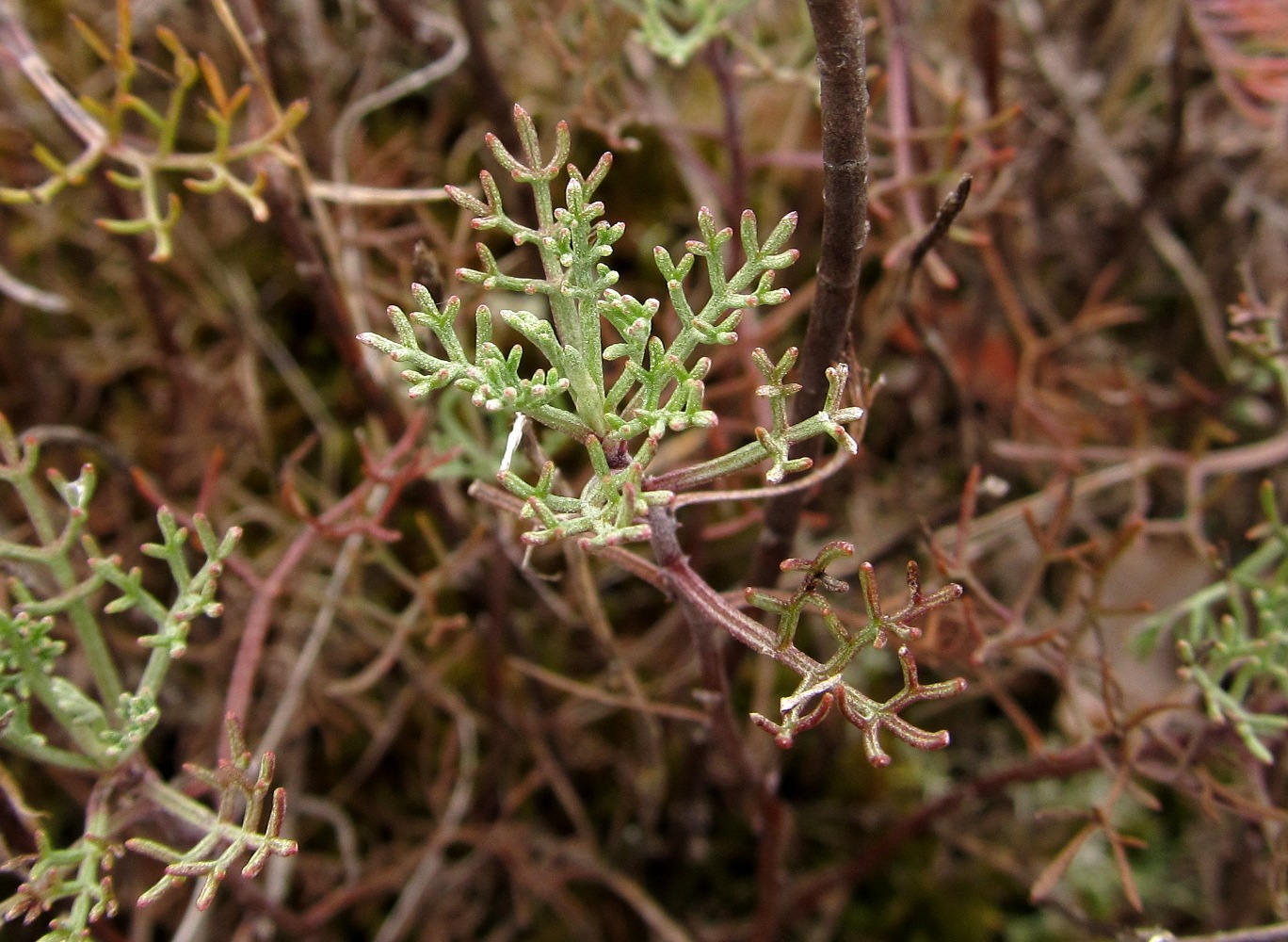 Image of genus Artemisia specimen.