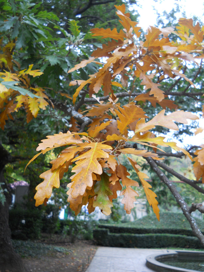 Изображение особи Quercus cerris.