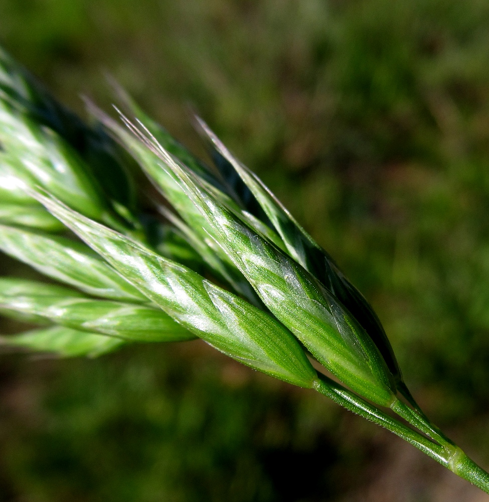 Изображение особи Bromus hordeaceus.