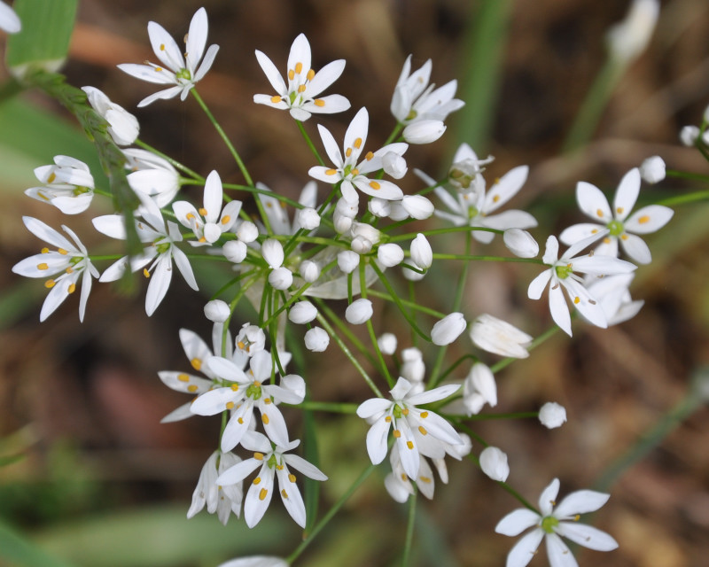 Image of Allium subhirsutum specimen.