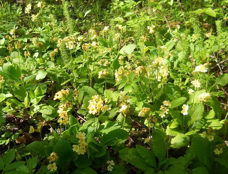 Image of Primula elatior specimen.