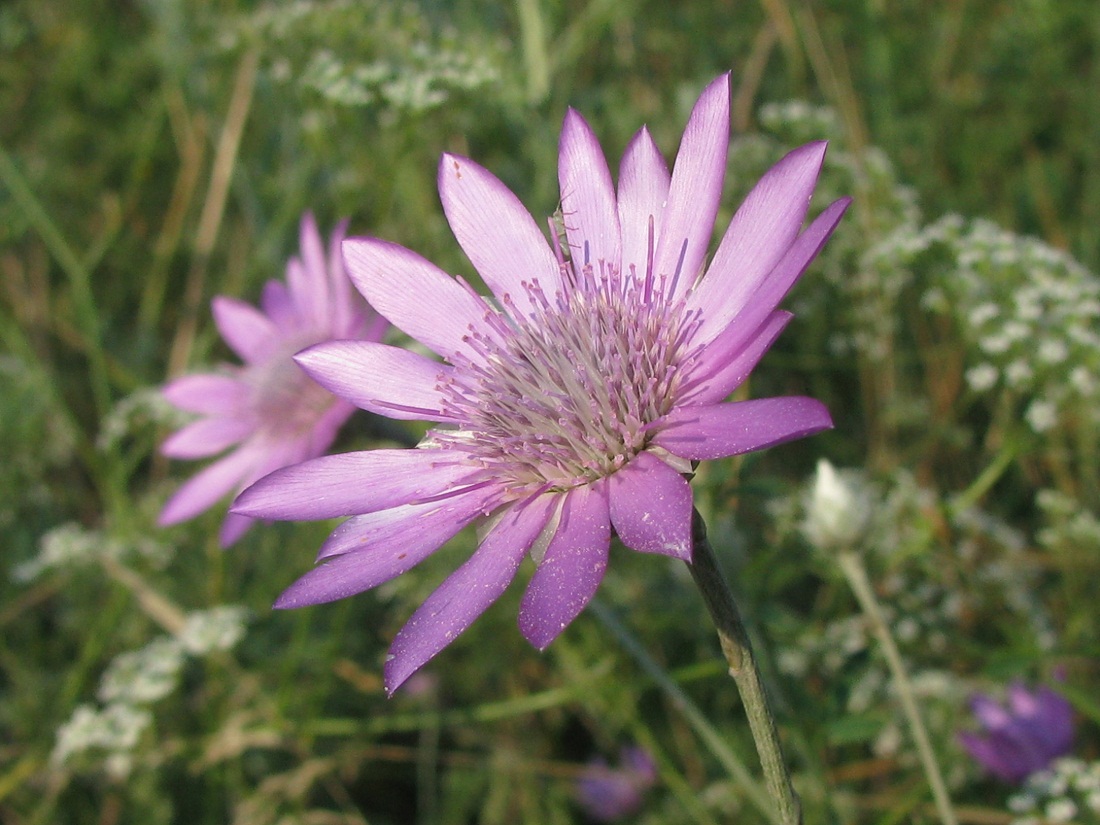 Изображение особи Xeranthemum annuum.