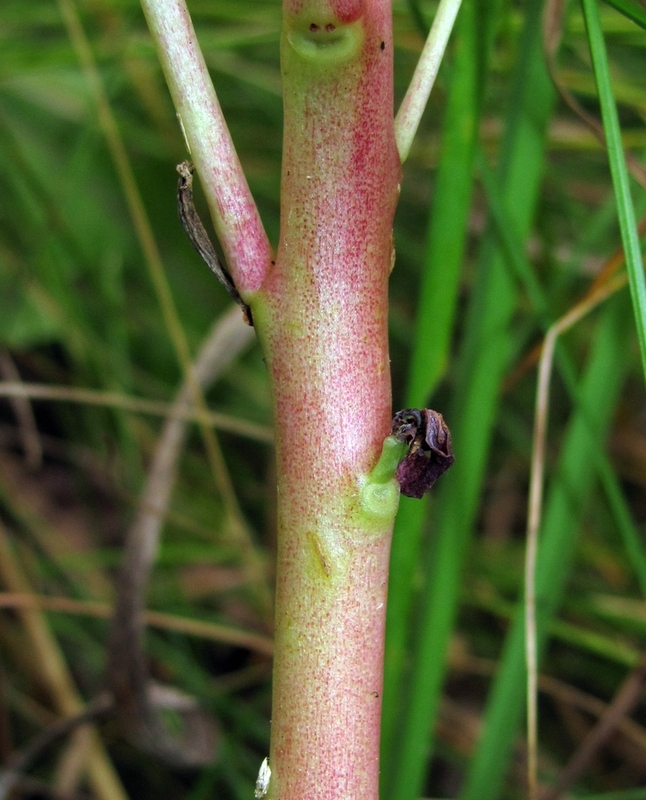 Изображение особи Hylotelephium triphyllum.