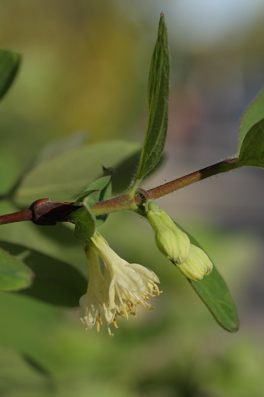 Image of Lonicera caerulea specimen.