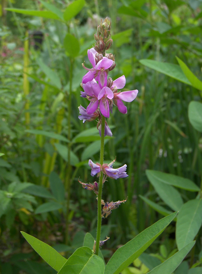 Image of Desmodium canadense specimen.