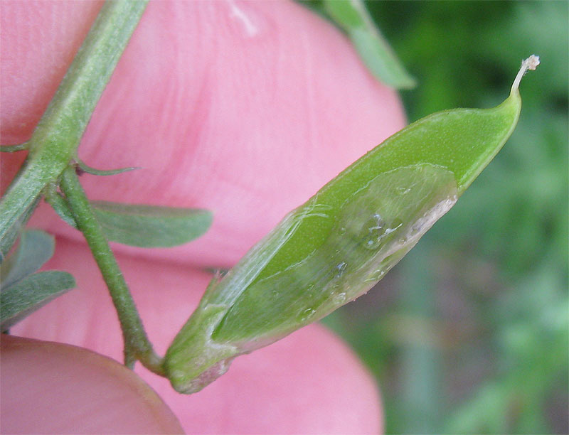 Изображение особи Vicia monantha.