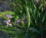 Matthiola subspecies livida