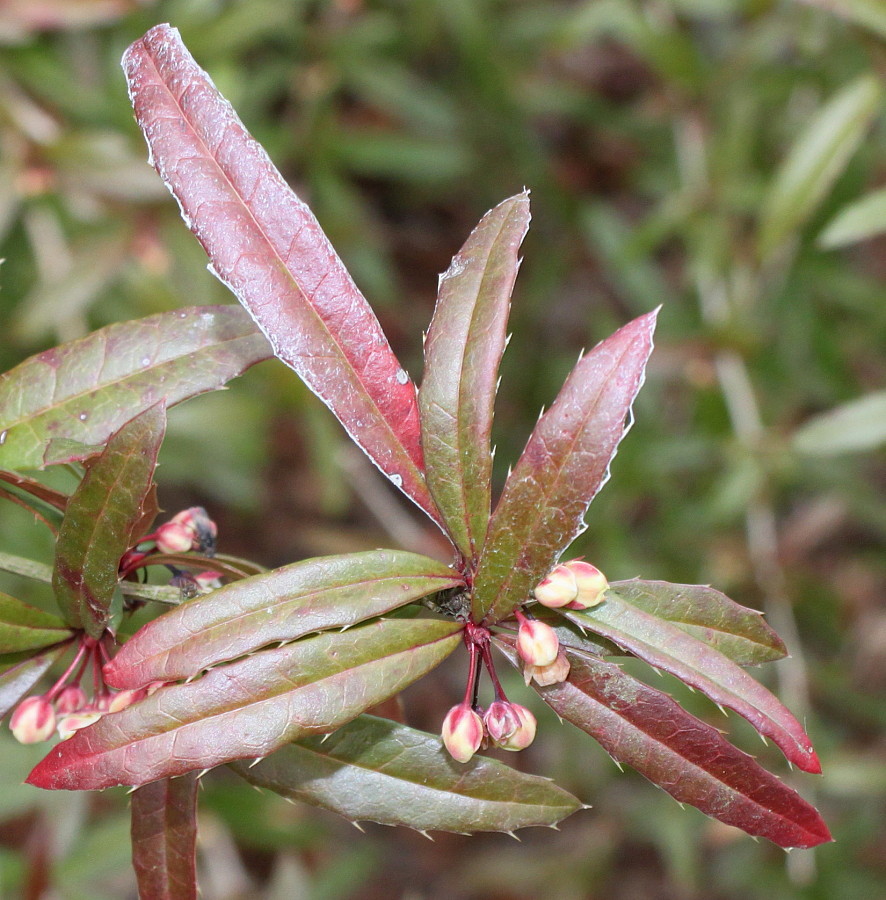 Image of Berberis soulieana specimen.