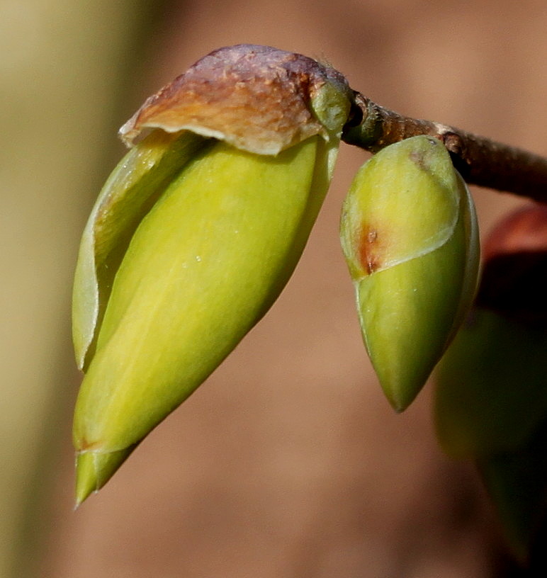 Image of Corylopsis sinensis specimen.