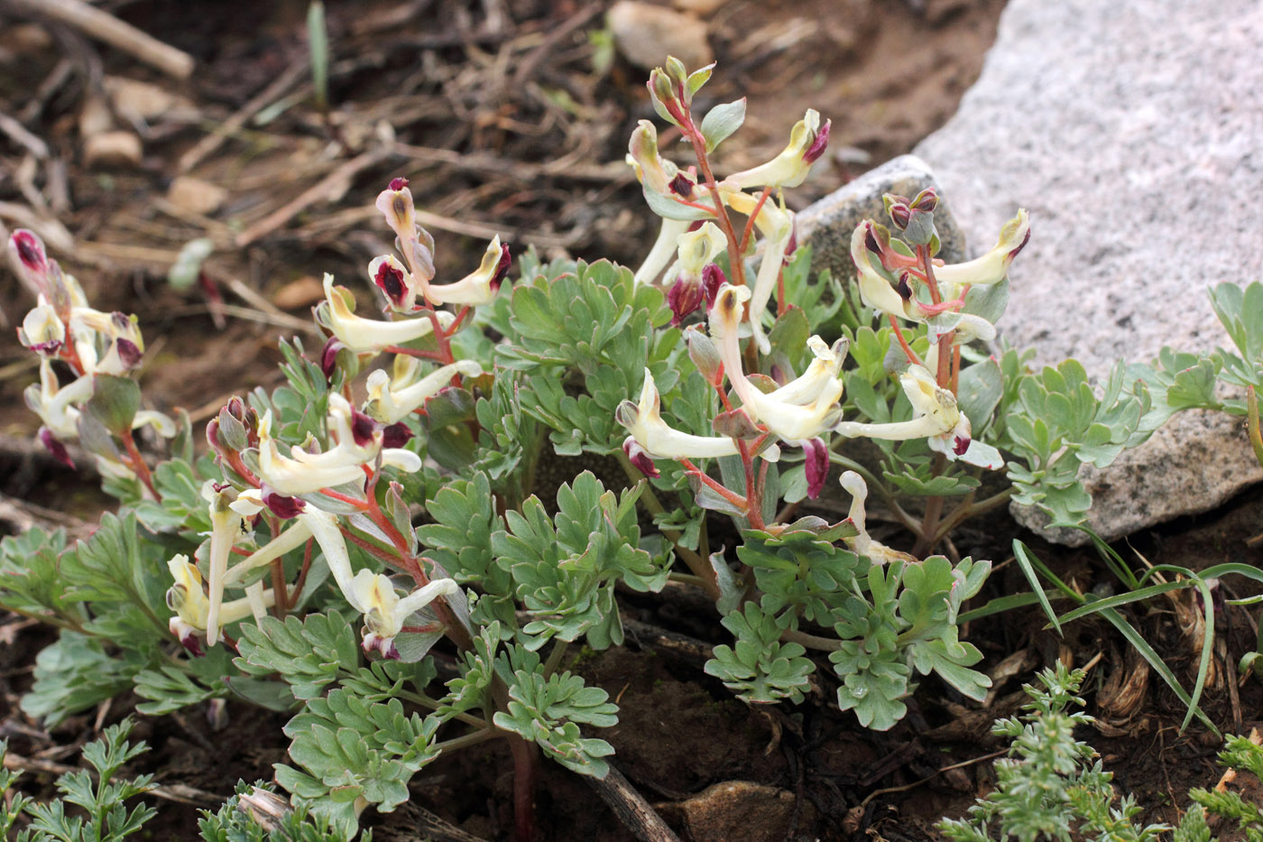 Image of Corydalis darwasica specimen.