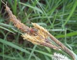 Carex acuta. Мужские соцветия с кормящимся жуком Malachius aeneus (Linnaeus, 1758). Московская обл., Лотошинский р-н, окр. дер. Савостино. 18.05.2013.