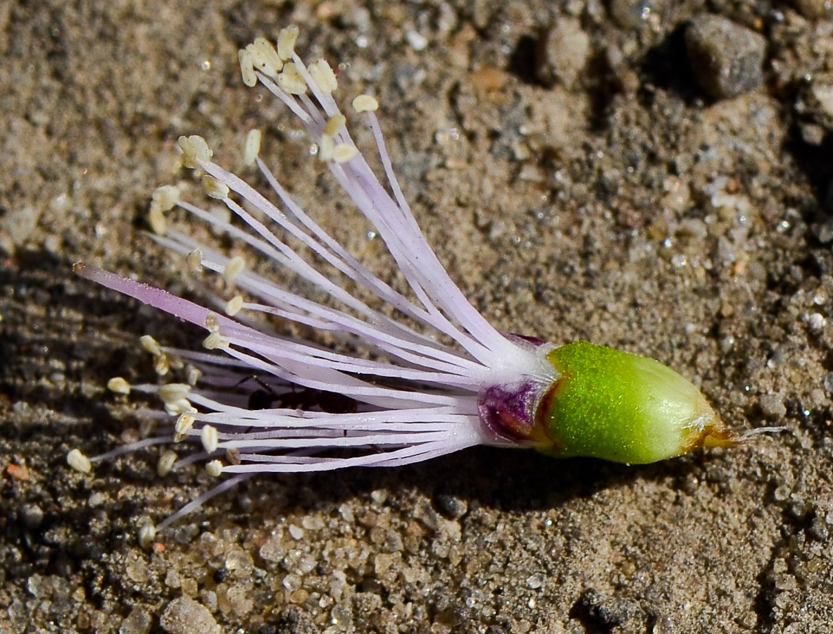 Изображение особи Melaleuca nesophila.