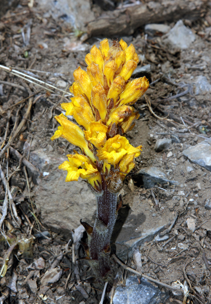 Изображение особи Orobanche gigantea.