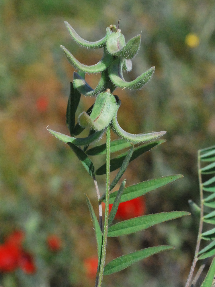 Image of Astragalus campylotrichus specimen.