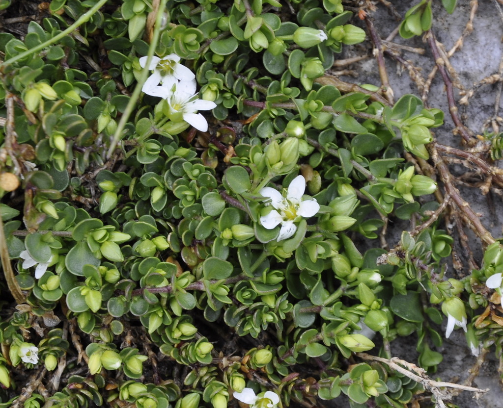 Image of Arenaria rotundifolia specimen.