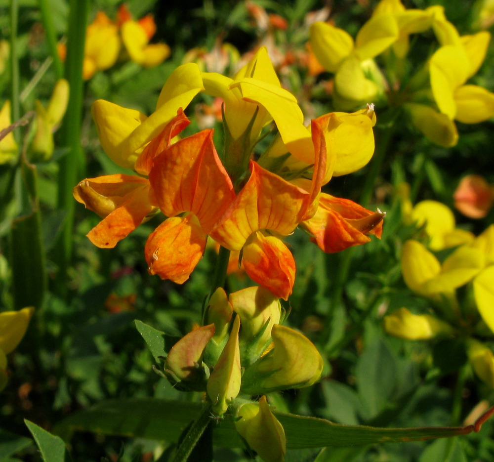 Image of genus Lotus specimen.