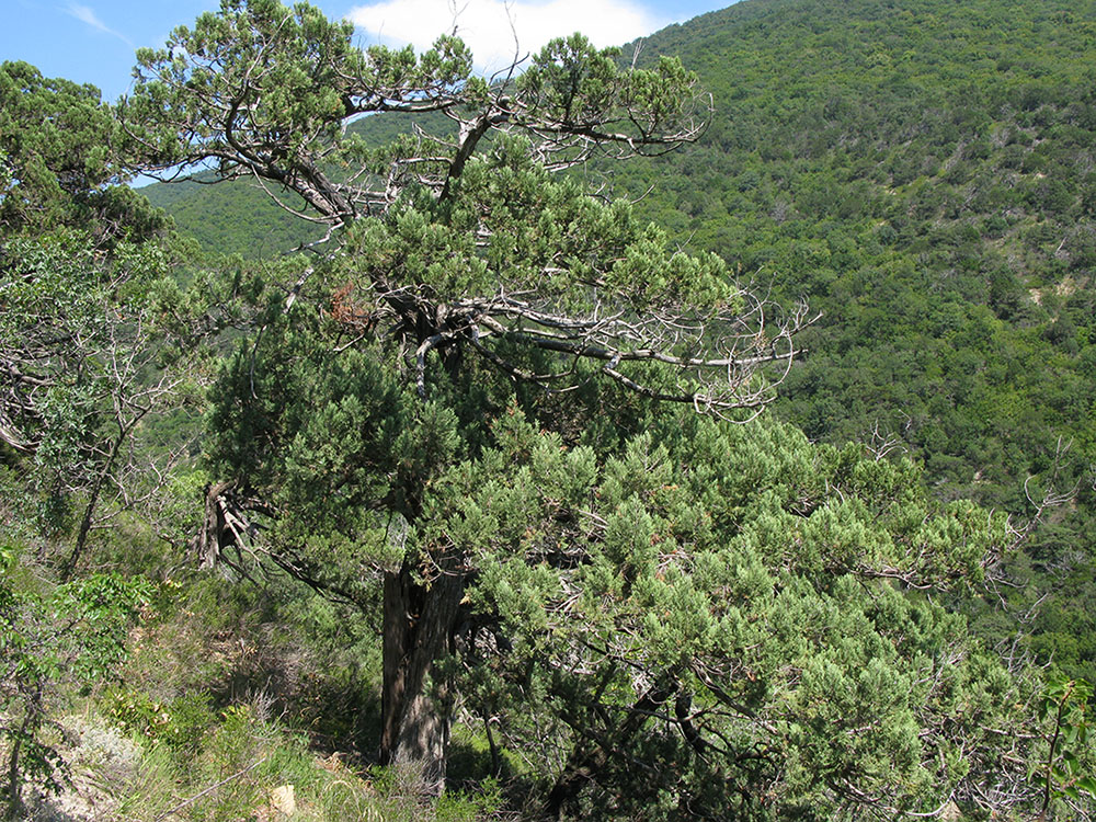 Изображение особи Juniperus excelsa.