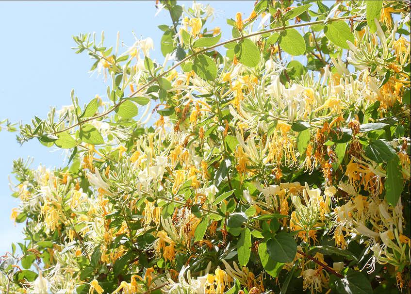 Изображение особи Lonicera japonica.