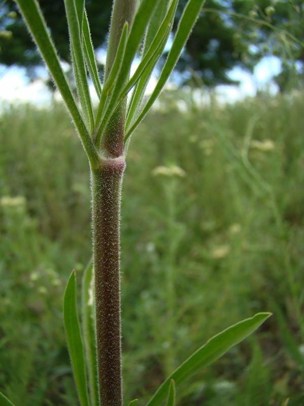 Image of Silene wolgensis specimen.