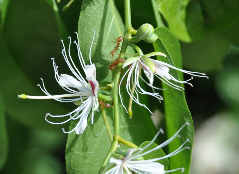 Image of Capparis micracantha specimen.