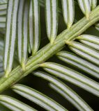 Cephalotaxus harringtonia var. drupacea