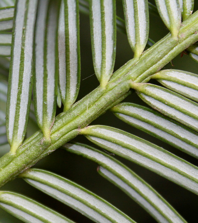 Изображение особи Cephalotaxus harringtonia var. drupacea.